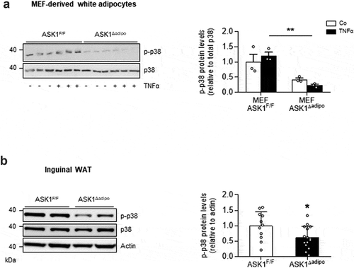 Figure 1. p38 MAPK is activated ASK1-dependently in adipocytes