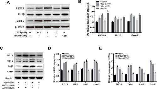 Figure 7 Effect of ATP on the P2X7R expression in microglia. (A) The protein expression of P2X7R, IL-1β and Cox-2 at different concentrations of ATP. (B) The relative protein of P2X7R, IL-1β and Cox-2. (C) Western blot analysis for P2X7R, IL-1β and Cox-2 protein levels in rat microglia. The expression level of P2X7R, TNF-α, IL-1β and Cox-2 proteins were normalized to β-actin expression. (D) The relative protein of P2X7R, IL-1β, TNF-α and Cox-2. (E) The relative mRNA expression of P2X7R, TNF-α, IL-1β and Cox-2 were analyzed by RT-PCR in rat microglia. Cells were treated ATP (0.1mM, 1mM and 10mM), LPS (10μg/mL), BzATP (150μM), and oxATP (150μM) for 48h in each group. The relative expression of protein and mRNA were normalized to β-actin expression. Values are presented as the mean ± SD (*p < 0.05 compared with the control group; #p < 0.05 compared with the BzATP group; &p < 0.05 compared with the ATP 1mM group).