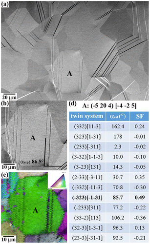 Figure 1. Scheme of the twin plane trace approach. (a): BSE-SEM image of the twin structure of the SG sample strained to 425 MPa/ε: 0.3%. (b)–(d): Example of twin plane analysis of grain A marked in (a). α exp: angle between surface twin plane trace and rolling direction; α cal: angle between rolling direction and trace projection of the twin plane onto the RD-TD plane; SF: Schmid factor.