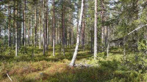 Figure 4. Pine forest.