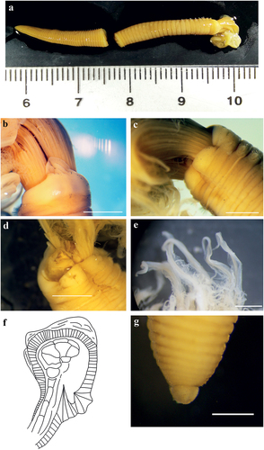 Figure 14. Myxicola pacifica. (a) entire worm; (b, c) peristomial ring, ventral and lateral view; (d) complex of ventral and dorsal lips; (e) radiolar tips; (f) scheme of radiolar section; (g) pygidium. Scale bars: b, c, e = 1 mm; g = 0.5 mm.