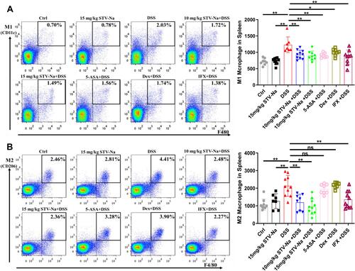 Figure 6 STV-Na restores the balance of M1/M2 macrophage polarization in the spleens of mice with IBDs. (A and B) The percentages and absolute numbers of M1 macrophages (F4/80+CD11c+CD206-) (A) and M2 macrophages (F4/80+CD11c-CD206+) (B) in the spleen were analyzed by flow cytometry. Data are published in terms of means ± SDs. The statistical analyses were performed with Student’s t-test or one-way ANOVA followed Turkey’s post hoc test (n = 6 to 12 mice per group; each data point represents one mouse); *P < 0.05 and **P < 0.01 in contrast to the DSS group.