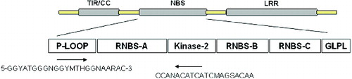 Figure 1. Primer sequences designed based on the P-loop and kinase-2 domain of NBS.