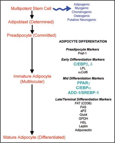 Figure 1 Overview of the differentiation of human ASC into mature adipocytes. The detectable markers associated with the various stages of differentiation are highlighted (LPL = lipoprotein lipase; α2Col6 = alpha 2 chain of collagen type VI; FAT = fatty acid translocase; FAS = fatty acid synthase; aP2 = fatty acid binding protein; Glut4 = glucose transporter-4; GPDH = glycerol-3-phosphate dehydrogenase; HSL = hormone sensitive lipase).