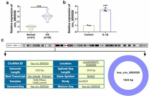 Figure 1. Circ_0005526 was upregulated in OA. (a-b) RT-qPCR was used for expression detection of circ_0005526 in OA and normal cartilage tissues (a), as well as 10 ng/mL IL-1β-treated CHON-001 cells and control cells (b). (c) Genic information of circ_0005526. ***P < 0.001.