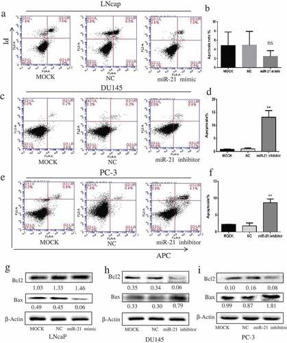 Figure 2. MiR-21 inhibits PCa cell apoptosis.