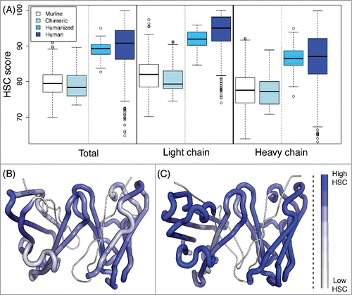 Figure 2. HSC scores of antibody sequences. (A) The HSC scores of human (279 sequences), humanized (61), chimeric (32), and murine (513) antibodies are distinct. In general, scores for light chains are higher than those for heavy chains. Plots illustrate HSC distributions with the upper and lower quartiles as a box, the median as a thick center line, 1.5 times the interquartile range as whiskers, and outliers as circles. (B and C) Visualization of HSC scores within a Fab, where the higher the HSC score is, the more blue. (B) Murine antibody (aL2, 1I3G) with median murine HSC score of 79.4. (C) Human antibody (scFv 9004G, 2YC1) with median human HSC score of 90.7.