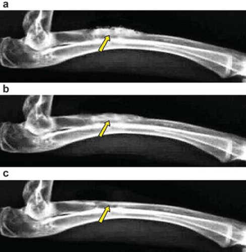 Figure 3. X-ray photograph for the bone defect of group A: (a) at 4th week, the material has been degraded partly; (b) at 8th week, the interaction surface between new bone tissues and the material was illegible; (c) at 12th week, the material has been degraded completely, and the bone defect has been repaired.