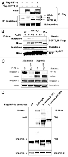 Figure 6. N25 manipulated HIF-1 α and SEPT9_i1 interactions with importin-α. (A) HEK 293T cells were cotransfected with Flag-HIF-1α and Flag-SEPT9_i1 or empty vector (EV). Whole cellular extracts were prepared and subjected to immunoprecipitation (IP) with anti-importin-α and immunoblotted (IB) with antibodies to Flag and importin-α. NS, nonspecific. (B) HEK 293T cells were transiently cotransfected with expression vectors encoding Flag-tagged full-length SEPT9_i1 and increasing amounts of N25-GFP complemented with pGFP-N1 EV to total 1.5 μg DNA/sample, or with Flag-SEPT9_i1-∆N25 (∆N25; lacking N25). After 48 h, whole cellular extracts were prepared and subjected to IP using anti-importin-α antibody (Ab) and then IB with Ab to Flag, importin-α and GFP. None, no immunoprecipitation, whole cellular extract only (input). (C) PC-3 cells stably expressing N25-GFP or EV, were grown under normoxia or hypoxia for 6 h, and then whole cellular extracts were prepared and subjected to immunoprecipitation (IP) using anti-importin-α antibody and then IB with Ab to HIF-1α and importin-α. (D) Flag-HIF-1α constructs, full-length (FL), amino acids 1–327, amino acids 531–826 or EV were expressed in HEK 293T cells and subjected to IP with Ab to importin-α and IB with Ab to Flag and importin-α.