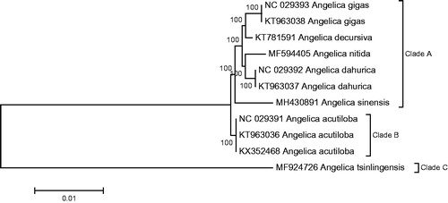 Figure 1. Neighbour-joining (NJ) tree constructed from 11 plastome genomes in genus Angelica based on Kimura 2-parameter distance with 1000 bootstrap replicates. The bootstrap support values are indicated at the nodes.