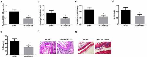 Figure 2. Silence of LINC01123 represses inflammation and thrombosis in LEDVT rats. (a): RT-qPCR test of LINC01123; (b-c): Length and weight of thrombus; (d-e): Inflammatory cytokines IL-6 and IL-8 in the serum; (f): HE staining assessment of pathological conditions; (g): Masson staining evaluation of pathological conditions; Values are expressed as mean ± standard deviation (n = 6). * Vs. the sh-NC, P < 0.05.