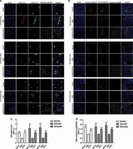 Figure 9. Addition of HsSNCA PFFs does not impair autophagosome formation, but seems to interfere with the fusion of autophagosomes with the lysosome in all OLN cell lines. (A-B) Representative immunofluorescence images of OLN-93, OLN-AS7 and OLN-p25α cells transfected with GFP/RFP-LC3 (A) or GFP/mcherry-SQSTM1 (B) constructs for 48 h. Cells were incubated with PBS (as control) or with 1 μg/ml HsSNCA PFFs 6 h post-transfection with the fluorescent constructs and the autophagic flux was assessed via confocal microscopy. Treatment of OLN cells with NH4Cl (20 mM) for 16 h was used as a positive control for the inhibition of lysosomal function. DAPI is used as a nuclear marker. Scale bar: 25 μm. (C-D) Calculation of the GFP:RFP (in case of LC3 cDNA) or GFP:mcherry (in case of SQSTM1 cDNA) fluorescence ratio as an estimation of autophagic flux. The ratio increases when autophagic flux is low, as presented in the graphs. Data are expressed as the mean ± SE of three independent experiments with duplicate samples/condition within each experiment; ***p < 0.001, by one-way ANOVA with Tukey’s post hoc test.