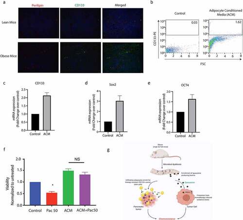 Figure 7. Obesity enriched for resistant CD133+ cells in pancreatic tumors. High fat diet fed tumor bearing mice showed an increase in CD133+ cells near lipid droplets (a). CD133+ population was increased when pancreatic cancer cells were treated with adipocyte conditioned media (b). Adipocyte conditioned media also increased expression of self-renewal genes like CD133 (c), Sox2 (d), Oct4 (e) and induced resistance to paclitaxel (f). Schematic diagram showing mechanism of obesity induced resistance.