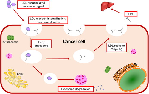Figure 8. Schematic representation of LDL particles encapsulated thiosemicarbazone metal-ligand complex targeting LDL receptor to internalize cancer cells.
