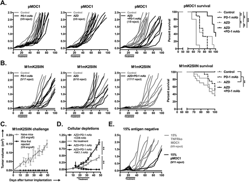 Figure 7. Combination AZD1775 and PD-1 mAb treatment induces consistent CD8+ cell-dependent rejection of established SIINFEKL positive and mixed SIINFEKL negative tumors.A, established pMOC1 tumors (5x106 cells/mouse) were treated with PD-1 mAb (clone RPM1-14, 200 μg/injection IP twice weekly for 3 weeks) or AZD1775 (60mg/kg OG 5 days on, 2 days off for 3 weeks) alone or in combination beginning at day 14; individual growth curves are shown (n = 9–10 mice/group). Timing of treatments indicated by black bar along x-axis. Control mice were treated with IP injection of rat IgG2a isotype control antibody and/or oral gavage of 0.5% methylcellulose carrier. Number of mice that rejected established tumors indicated below legends. Survival analysis displayed on right. Kaplan-Meier curves were compared using the log-rank/Mantel Cox test.B, established M1mK2SIIN tumors (5x106 cells/mouse) were treated as in A (n = 8–9 mice/group, pooled data from two independent experiments). Survival analysis displayed on right.C, mice that rejected established M1mK2SIIN tumors with combination AZD1775 and PD-1 mAb treatment or naïve WT B6 mice were challenged with M1mK2SIIN cells (3x106) injected subcutaneously into the contralateral flank and followed for tumor engraftment and growth.D, WT B6 mice were engrafted with M1mK2SIIN tumors and treated with combination AZD1775 and PD-1 mAb as in A, but with the addition of CD8+ cell depletion (clone YTS169.4, 200 μg IP twice weekly) or NK1.1+ cell depletion (clone PK136, 200 μg IP twice weekly) beginning one day prior to treatment (day 13, black arrow) and followed for tumor growth (n = 5–7 mice/group). Tumor volume at day 48 was compared to assess statistical significance via ANOVA.E, WT B6 mice were engrafted with a mixture of 85% antigen positive M1mK2SIIN cells and 15% antigen negative either pMOC1 or TNFR1 ko pMOC1 cells (5x106 cells/mouse total, n = 9–11 mice/group). Mice were treated with combination AZD1775 and PD-1 mAb as in A, and followed for tumor growth.**, p < 0.01; ***, p < 0.001.