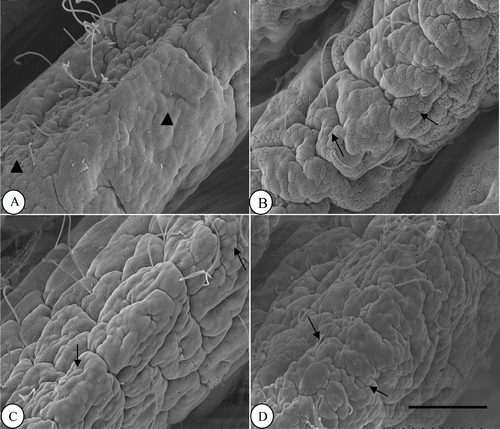 Figure 5.  Ileal villus apical surface in chickens fed 0 (A), 1 (B), 2 (C) and 4 (D) mg/kg dietary HK-LP L-137. Arrow heads, comparatively protuberated cells; Arrows, protuberated cells. Scale bar=50 µm.