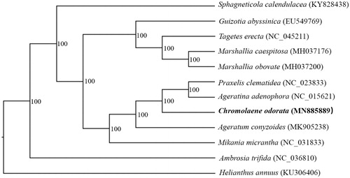 Figure 1. A phylogenetic tree was constructed based on 12 complete chloroplast genome sequences of Compositae. All the sequences were downloaded from NCBI GenBank.