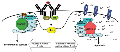 Figure 2 Model for activation of functionally distinct Ras/Erk pathways. The model depicts spatial sequestration of Ca2+- or DAG-dependent signaling complexes as a potential means to couple Ras/Erk signals to appropriate downstream effectors. Ca2+-dependent Erk activation involves PKCδ-mediated phosphorylation of RasGRP1 on S332 and its activation is favored in immature and transitional B cells. DAG-dependent Erk activation may be favored in mature B cells, and likely requires activity of RasGRP3 and phosphorylation of T133 (corresponding to T184 on RasGRP1). Developmental regulation of RasGRP1, RasGRP3 and PKCδ protein levels, as well as changes in the amplification or negative regulation of Ca2+ and DAG, may contribute to the preferential activation of these pathways at different stages in B cell development.