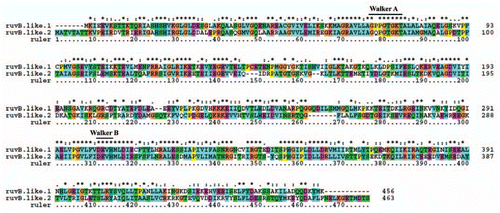 Figure 7 Protein alignment of members of human ‘RuvB-like’ family of helicases. The Walker A (G(x)4GKT) and Walker B consensus (DExH) are indicated on top of the alignment. The sequences are aligned using ClustalX program. Names of RuvB-like proteins are given on left, and sequence positions on right. Asterisks and dots drawn on top of sequence indicate identical residues and conservative amino acid changes, respectively. Gaps in the amino acid sequences are introduced to improve the alignment. Only a part of protein alignment with conserved helicase motifs is shown.