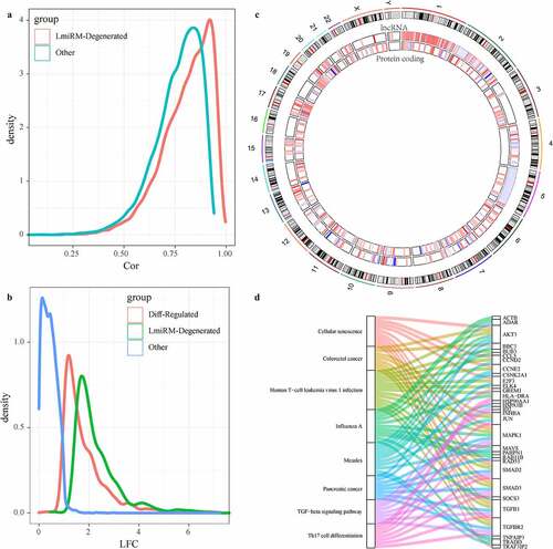 Figure 5. Identification of LmiRM-Degenerated and its role in intervertebral disc degeneration. A: Comparison of the correlation between lncRNA-mRNA in LmiRM-Degenerated and the correlation distribution of non-LmiRM-Degenerated lncRNA-mRNA; B: LmiRM-Degenerated Comparison of the fold of expression difference between the RNA and non-LmiRM-Degenerated differential RNA and non-differential RNA; C: the distribution of lncRNA and mRNA in LmiRM-Degenerated on the genome, the color of the inner circle heat map gradually changes from blue to red Represents the expression difference multiples from low to high; D: LmiRM-Degenerated enriched KEGG Pathway and gene relationship circle diagram, the right side is the pathway, different colors indicate different pathways, the left is the gene, and different colors indicate expression difference multiple