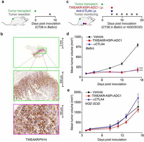 Figure 2. TWEAKR-KSPi-ADC controls tumor growth in an immune-dependent fashion in TWEAKR expressing CT26.