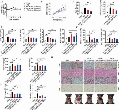 Figure 7. Lycorine ameliorates diet-induced obesity, hyperlipidemia, hepatic steatosis, and insulin resistance in mice. Male C57BL/6 J mice at 6 weeks of age were randomly grouped (n = 6). Mice were allowed ad libitum access to water and different types of diets (HFD, high fat diet). Vehicle (0.5% CMC-Na, chow), lycorine (15 or 30 mg/kg), or lovastatin (30 mg/kg) was administrated to mice by gastric irrigation every day. After 6 weeks of treatment, the mice were sacrificed and subjected to a series of analyzes as indicated below. (A) Food intake (B) Bodyweight. (C) The ratio of fat and body weight or lean. (D) The effect of lycorine on serum TG, TC, LDL-c and HDL-c levels. (E) The effect of lycorine on serum GPT/ALT and GOT1/AST levels. (F) Effect of lycorine on TG and TC levels in the liver. (G) The weight of liver and WAT. (H) Oil red staining in liver and histological analysis of liver, WAT and BAT. Error bars are represented as mean ± SEM. Statistical analyzes were done with two-way ANOVA (Bonferroni’s test) (A) or one-way ANOVA (Dunnett’s posttest) (B-G). *p < 0.05, **p < 0.01, ***p < 0.001 vs HFD