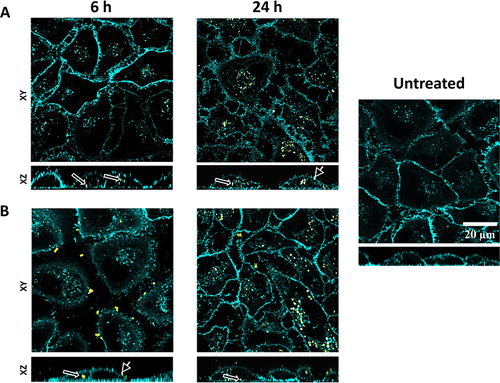 Figure 2 Cellular uptake of SiO2 particles. Confocal laser scanning microscopy (cLSM) showing the interaction and internalization of 130 nm (A) and 1 µm (B) SiO2 particles within lung epithelial cells (A549) after 6 and 24 h of exposure. Scale bar = 20 µm. Particles in yellow and EGFR-GFP in cyan. Arrows and arrowheads indicate intracellular and extracellular particles, respectively.