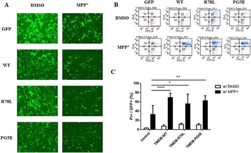 Figure 3. FACS analysis of SN4741 cells expressing GFP, GFP-TMEM230 WT or GFP-TMEM230 mutant proteins after treatment with or without MPP+. (A) Fluorescence images of cells expressing GFP proteins after MPP+ treatment. (B) Scatter plots showing the distribution of GFP and PI staining for each group. (C) Quantitative analysis of the percentage of dead cells by FACS analysis. The data were analyzed by two-way ANOVA followed by Tukey’s post-hoc test (n = 6). There was no significant difference among the cells transfected with the empty vector and TMEM genes and treated with DMSO. *p < 0.05, **p < 0.01, ****p < 0.0001.