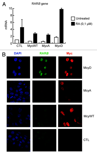 Figure 2. Analysis of endogenous RARB mRNA (A) or RARB and Myc protein (B) levels in primary human keratinocytes (PHKA) stably expressing the following ER-tagged Myc constructs or empty vector (CTL): Myc wild-type (MycWT), Myc T358A/S373A/T400A (MycA) and Myc T358D/S373D/T400D (MycD). Cells were treated with 4-hydroxytamoxifen (4-OHT) for 20 h (200 nM), to induce the expression of ER-tagged Myc mutants. The quantified results in (A) are presented as means ± s.d. of triplicate samples and representative images are presented in (B).