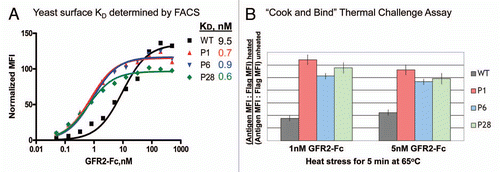 Figure 5 Concurrent optimization of scFv affinity and stability by covalent yeast display. (A) Binding of post thermal challenge isolated yeast displayed scFv modules to soluble GFR2-Fc by fluorescence-activated cell sorting. (B) Thermal challenge assay on optimized scFv modules covalently attached to yeast surface confirms their higher thermal stability. The residual binding activity to GFR2-Fc remaining after heat stress for 5 min at 65°C was measured by fluorescence-activated cell sorting.