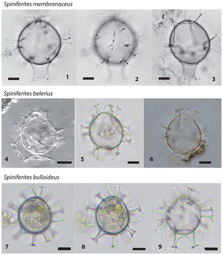 Plate 3. 1−3. Spiniferites membranaceus (figured in Rochon et al. Citation1999; North Sea), central body length 46 µm. 4−6. Different specimens of Spiniferites belerius in optical microscopy (4 figured in de Vernal et al. Citation1992b; Western Mediterranean Sea; 5 Photo from AR; Gulf of St. Lawrence; 6 Photo from VP; East China Sea). 7−9. Spiniferites bulloideus in optical microscopy (photos from AR; Gulf of St. Lawrence). All scale bars =10 µm.