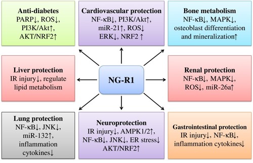 Figure 3 The various biological activities of NG-R1 in cardiovascular protection, neuroprotection, anti-diabetes, liver protection, lung protection, bone metabolism regulation, renal protection, and gastrointestinal protection have been indicated. NG-R1 has been demonstrated to downregulate NF-κB and upregulate PI3K/AKT and NRF2 signaling pathways in LPS-induced heart damage. Similar mechanisms are found in the protection of NG-R1 against IR-induced injury in the heart and brain. The anti-inflammatory activity of NG-R1 has been reported in protection against high glucose-induced diseases, promotion of osteoblast differentiation, and amelioration of renal, gastrointestinal, and lung diseases.