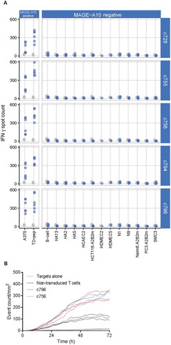 Figure 4. Extended specificity and functional cytotoxicity testing of final TCR candidates arising from the c672 and c728 parental TCRs.(A) Extended tumor cell line and primary cell screen of five candidate TCRs selected on the basis of initial characterization (see Figure 3). Blue points represent numbers of IFN-γ spot forming units (SFU) counted in triplicate wells in two donors, for TCR-transduced T-cells; grey points represent the responses of non-transduced T-cells (consistently < 50 SFU). MAGE-A10− cell lines did not induce T-cell responses above the background level. (B) Potency testing of two final candidate TCRs c756 and c796 using a real-time cytotoxicity assay. Functional cytotoxicity was confirmed, and the magnitude and kinetics of the killing of MAGE-A10+ HLA-A*0201-transduced SK-Mel-28 cells were similar.