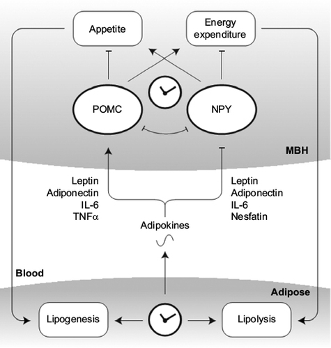 Figure 3 Adipose–brain cross talk in the regulation of energy homeostasis. Rhythmically regulated adipokines cross the blood–brain barrier to affect appetite- and energy expenditure-regulating circuits in the mediobasal hypothalamus (MBH). In turn, altered energy intake and demands remodulate adipose function along the day.