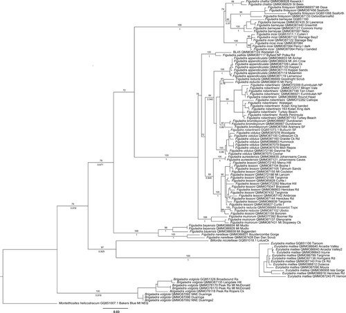 Figure 3. Reconstruction of phylogenetic relationships of Figuladra Köhler & Bouchet, Citation2020 from eastern Queensland based on phylogenetic analyses of 16S sequences with Monteithosites heliostracum Stanisic, 1996, Billordia nicoletteae Stanisic, 2010, Euryladra L. Stanisic, 2022 and Brigaladra L. Stanisic, 2022 as outgroups. Values above the nodes represent bootstrap values, numbers below the nodes represent posterior probabilities. Individual samples are named according to their identification. Numbers after taxon names correspond to catalogue numbers or GenBank accession numbers (see Table 1).