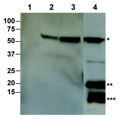 Figure 1. Production of West Nile virus enveloped VLP based on the prM/M and the E protein in N. benthamiana plants. Leaf tissue was infiltrated with Agrobacterium harboring the WNV prM-E construct. Leaf proteins were extracted 7 d post infiltration. PrM/M-E VLP was isolated by PEG precipitation and analyzed on 4–12% SDS-PAGE gels and transferred onto PVDF membranes. The membranes were incubated with an anti-WNV E antibody (Lanes 1–3) or an anti-WNV M-E antibody (Lane 4). Lane1, Protein sample from buffer-infiltrated leaves; Lane 2, Purified WNV E protein as positive control; Lanes 3–4, Samples from prM-E construct-infiltrated plants. *: E protein; **: Unprocessed prM protein; ***: Processed M protein.