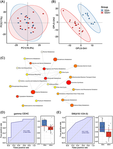 Figure 5 Serum metabolomic analysis between SSA+SI group and SSA-SI group. (A) PCA analysis plot and (B) OPLS-DA analysis plot of these two groups. (C) Pathway enrichment plots for the 27 differential metabolites between these two groups. ROC curves of (D) gamma-CEHC and (E) SM (d18:1 / 24:0) and expression levels in these two groups.