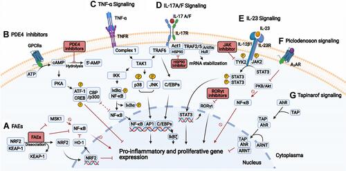 Figure 2 Signal transduction and targets in psoriasis. (A) Fumaric acid esters (FAEs) lead to the release of NRF2, which induce and repress the expression of cytoprotective and proinflammatory cytokine genes, respectively. Also, FAEs directly inhibit NF-κB, and indirectly through induced HO-1 or inhibition of MSK1. (B) PDE4 inhibition results in increased cAMP, activating PKA and subsequent phosphorylation of the transcription factors CREB and ATF-1, which lead to increased gene expression of anti-inflammatory cytokines, and inhibition of NF-κB due to competition of the coactivators (CBP or p300). (C) TNF-α binds to TNFR, then complex 1 assembles and TAK1 activates the IKK complex and MAPKs (JNK and p38). The IKK complex phosphorylates IκBα, leading to the release of NF-κB. JNK and p38 activate AP1. Both AP1 and NF-κB increase proinflammatory gene expression. (D) IL-17A/F stimulates the IL-17 receptor complex leading to the recruitment of Act1 followed by TRAFs. The TRAF6 activates the TAK1 pathway with activation of NF-κB and AP1. TRAF2/5 recruits RNA binding proteins (eg, HuR, Arid5a) that promote mRNA stabilization of proinflammatory transcripts. Inhibition of the chaperone HSP90 results in reduced function of Act1 (E) Upon binding of IL-23 to its receptor complex, TYK2 and JAK2 activate and phosphorylate STAT3, which dimerizes and promotes the expression of proinflammatory genes and RORγt. JAKi may disrupt the signaling by targeting TYK2/JAK2. The inhibition of RORγt results in decreased Th17 differentiation and response. (F) Upon binding of piclodenoson to A3AR, the activity of PKB/Akt is inhibited, leading to reduced NF-κB activity. (G) Tapinarof binds to AhR, the AhR-Tapinarof complex heterodimerizes with ARNT leading to downregulation of inflammatory cytokines and upregulation of skin barrier proteins. Created with BioRender.com.