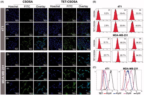 Figure 2. Fluorescence analysis of the cellular uptake and competition assay of TET- CSOSA in 4T1 and MDA-MB-231 cells. (A) Confocal laser scanning microscopy images of the cellular uptake of FITC labeled CSOSA and TET-CSOSA for 2, 4, and 8 h. All scale bars represent 50 μm. (B) Quantitative evaluation of the cellular uptake based on flow cytometry. (C) In vitro competition assay for detecting the targeting of TET-CSOSA to αvβ3 in 4T1 and MDA-MB-231 cells. Cells were preincubated with 0μ, 20, 40, and 80 μΜ of TET, respectively. Fluorescence signals were observed by flow cytometry.