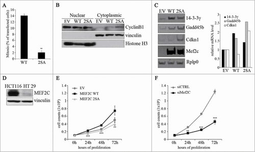 Figure 5. The ectopic expression of a stable, non phosphorylable mutant of MEF2C can delay cell cycle progression. (A) Overexpression of the MEF2C 2SA mutant is linked to a reduced number of mitotic events. COS-1 cells were transfected with vectors coding for wild type MEF2C (WT) or the not-phosphorylable FLAG-MEF2C 2SA mutant. 48 hours later cells were fixed for immunofluorescence analysis and stained with antibodies for phosphorylated histone H3 and FLAG. Transfected cells were scored for the frequency of mitosis. Histograms show means ± SEM of 2 independent experiments. ** represent P-values ≤ 0.01. (B) MEF2C 2SA impairs nuclear translocation of CYCLIN B1. HT29 cells transiently transfected with an empty vector (EV) or the expression vectors for the wild type or the not-phosphorylable MEF2C 2SA mutant were lysed in order to obtain nuclear and cytoplasmic protein extracts. The different fractions were analyzed by Western blotting with CYCLIN B1 antibody. Histone H3 and Vinculin antibodies were used as loading control respectively for nuclear and cytoplasmic fraction. (C) MEF2C regulates the expression of genes encoding inhibitors of the G2/(M) transition. Left panel, Total RNA was isolated from transfected C2 cells overespressing the wild type or 2SA MEF2C protein. The transcripts of Gadd45b, P21 and 14.3.3 γ genes were amplified by RT-PCR, PCR products were separated in 8% polyacrylamide gels. Rplp0 was used as endogenous control. The histograms in the right panel report the results of the densitometric quantification of the bands normalized to Rplp0 and expressed relatively to the empty vector transfected cells taken as 1. The RT-PCR results are representative of 2 independent experiments. (D) MEF2C is differentially expressed in CRC cell lines. Total protein extracts from HCT116 and HT29 proliferating cells were analyzed by Western blot with antibody against MEF2C. Vinculin was used as loading control. (E) MEF2C modulates cell cycle progression in a phosphorylation-dependent manner. HT29 cells were transfected with an empty vector (EV) or vectors coding for the wild type MEF2C protein or the non-phosphorylable MEF2C 2SA. After 24 hours, 0.1 × 106 cells were plated for each sample. Cells were then harvested every 24 hours and the number of proliferating cells were counted with an hemacytometer after Trypan blue staining. The graphs show means ± SEM of 4 independent experiments. Statistical significance of variation between values obtained at each time points with MEF2C 2SA and MEF2C WT was calculated. Differences between 2SA and WT are statistically significant. ** and *** represent P-values ≤ 0.01 and ≤ 0.001 respectively. (F) RNAi knockdown of Mef2c impairs HCT116 proliferation rate. HCT116 cells were transfected with a control siRNA (siCTRL) or a pool of siRNAs targeting Mef2c (siMef2c) and proliferation rate was evaluated as described in E. The graphs show means ± SEM of 4 independent experiments. ** and *** represent P-values ≤ 0.01 and ≤ 0.001 respectively.