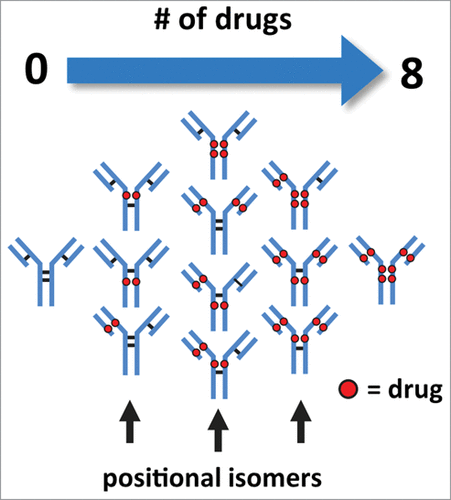 Figure 1. Illustration of cysteine-conjugated ADCs with various drug load distributions. Reduction of inter-chain disulfide bonds allows the conjugation of drugs through a maleimide-containing linker via the newly generated sulfhydryl groups. Conjugation of drugs via reduced inter-chain disulfide bonds generate ADCs with expected drug loads occurring in intervals of 2, 4, 6, and 8 with associated possible positional isomers.