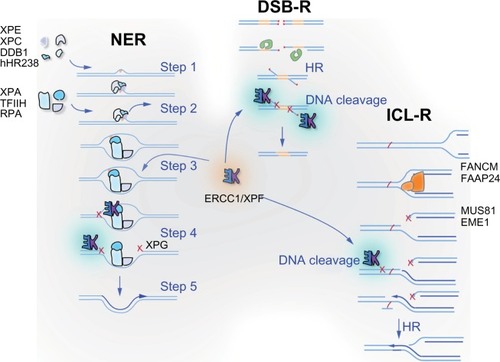 Figure 1 ERCC1 and its obligate binding partner XPF are involved in multiple DNA repair pathways. ERCC1-XPF heterodimer is an endonuclease that cuts one strand of DNA at a double-strand:single-strand junction. It is critical for nucleotide excision repair (NER) of bulky chemical DNA adducts like cisplatin intrastrand crosslinks, the repair of double-strand breaks that cannot be directly ligated back together like those induced by ionizing radiation, and the repair of interstrand crosslinks (ICLs). In NER (represented on the left), adducts that cause distortion of the DNA double helix are detected by XPC-hHR23B, in some cases with the assistance of XPE-DDB1 (Step 1). These complexes recruit of TFIIH, which unwinds the DNA around the adduct and XPA and RPA, which stabilize the open complex (Step 2). XPA recruits ERCC1-XPF to cut the damaged strand 5′ to the adduct (Step 3), while TFIIH recruits a second endonuclease XPG to cut 3′ of the lesion (Step 4). The damaged base is removed as part of a single-stranded oligonucleotide. The replication machinery uses the 3′-OH created by ERCC1-XPF incision to prime DNA synthesis to fill the gap (Step 5). After ligation, the integrity of the DNA is fully restored. In double-strand breaks (DSB) repair (represented in the middle), two broken ends can be spliced together if they have long patches of sequence homology via homologous recombination (labeled HR) or if they have small patches of homology, known as microhomology, very close to the broken ends via alternative end-joining. In both cases, ERCC1-XPF is needed to remove 3′ single-stranded flaps of non-homologous sequence at the ends of the breaks (labeled DNA cleavage) to allow sealing of the spliced ends by a DNA ligase. ICLs (represented on the right) are predominantly repaired during S phase of the cell cycle. ICLs are an absolute block to replication and when encountered by the replication machinery lead to the collapse of the replication fork and creation of a DSB. This DSB cannot be repaired until ERCC1-XPF cuts near the ICL to release it from one strand (DNA cleavage), allowing bypass of the adduct by a translesion polymerase such as REV1/Polζ.