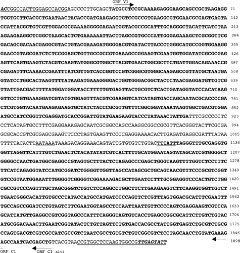 Figure 2.  Nucleotide sequence of the RaCV genome. The A residue immediately downstream of the putative nick site in the nonanucleotide motif is given as nucleotide position 1. The stem-loop structure is underlined and the nonamer sequence is in italics. The open reading frames are in bold and the direction is indicated by an arrow, and the putative poly A signals are underlined twice.