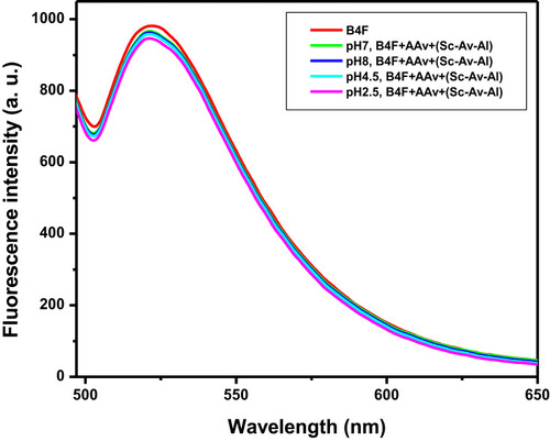Figure 2 The fluorescence emission spectra of biotin-4-fluorescein for final optimized sample in the pH range of 2.5–8, biotin-4-fluorescein (B4F), sugar codes-avidin-alginate conjugates (Sc-Av-Al), additional avidin (AAv).