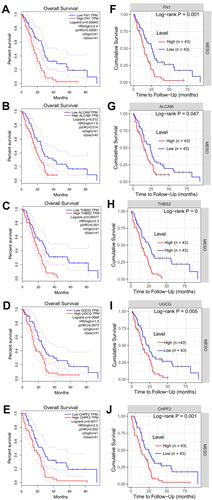 Figure 5 Kaplan-Meier survival curves for patients with a high and low expression of five hub module genes in mesothelioma samples. (A–E), GEPIA analysis results; F-J, TIMER analysis results. (A and F) for FN1; (B and G) for ALCAM; (C and H) for THBS2; (D and I) for UGCG; (E and J) for CHPF2.