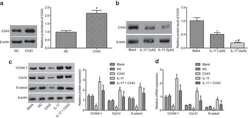 Figure 4. The activation of vascular endothelial cells is inhibited by overexpressing CX43. (a), Relative protein level of CX43 in NC and CX43 groups; *, p < 0.05 vs. the NC group; (b), Relative protein level of CX43 in saline group, IL-17 (1 μM) and IL-17 (5 μM); *, p < 0.05 vs. the blank group; #, p < 0.05 vs. IL-17 (1 μM); (c), Relative protein levels of VCAM-1, E-selectin and Col-IV in each group; (d), Relative mRNA levels of VCAM-1, E-selectin and Col-IV in each group; (c) and (d), * p < 0.05 vs. the blank group; &, p < 0.05 vs. the IL-17 group; NC, negative control; IL, interleukin; CX43, connexin43; all data were measurement data, expressed as mean ± standard deviation; data in panel A were analyzed by t-test, and the other data were tested by one-way analysis of variance; the experiment was repeated for three times.