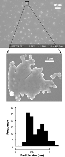 Figure 2 LMW-H/P MPs produced by mixing protamine to LMW-H. LMW-H (6.4 mg/mL) and protamine (10 mg/mL) were mixed to produce LMW-H/P MPs at a ratio of 7:3 (vol:vol). Produced microparticles were aggregates composed of many nanoparticles and particle size was 2.93 ± 1.11 μm.Abbreviations: LMW-H, low-molecular-weight heparin; LMW-H/P, low-molecular-weight heparin/protamine; MPs, microparticles.