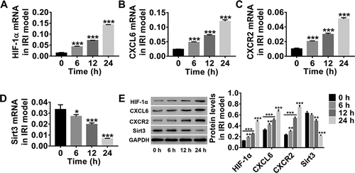 Figure 1. IRI model of HBMECs was successfully established in vitro. After construction of the IRI model of HBMECsin vitro, HBMECs were collected. (a–d) HIF-1α, CXCL6, CXCR2, and Sirt3 mRNA expressions were detected by RT-PCR. (e) HIF-1α, CXCL6, CXCR2, and Sirt3 protein levels were analyzed by western blotting. All results are expressed as mean ± SD with three repeated experiments.*P < .05, **P < .01, and ***P < .001, compared with 0 h