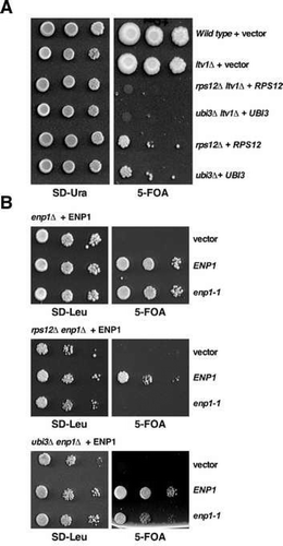 Figure 7. Synthetic lethality or enhancement of the slow-growth phenotype of the rps12∆ and ubi3∆ mutants by the ltv1∆ and the enp1-1 alleles. (A) The strains W303-1A (Wild type) and SMY307 (ltv1∆), harbouring an empty YCplac33 plasmid (+ vector) and the strains SMY352 (rps12∆ ltv1∆), SMY345 (ubi3∆ ltv1∆), SMY315 (rps12∆) and TLY14.3C (ubi3∆) harbouring the rps12 or ubi3 null alleles complemented by a YCplac33-RPS12 (+ RPS12) or YCplac33-UBI3 (+ UBI3), respectively, were grown in complete SD liquid medium and then spotted in 10-fold serial dilutions onto SD-Ura and SD containing 5-FOA plates. Plates were incubated 3 and 10 days at 30°C, respectively. (B) Strains SMY310 (enp1∆), SMY431 (rps12∆ enp1∆) and SMY439 (ubi3∆ enp1∆), which harbour the enp1 null allele complemented by a pRS316-ENP1 (+ ENP1) were transformed with an empty pRS415 vector (vector) or pRS315 plasmids that carry either the wild-type ENP1 (ENP1) or the mutant enp1-1 (enp1-1) allele. Then, cells were grown in SD-Leu liquid medium and spotted in 10-fold serial dilution steps onto SD-Leu or SD containing 5-FOA plates. Plates were incubated 3 and 5 days at 30°C, respectively.