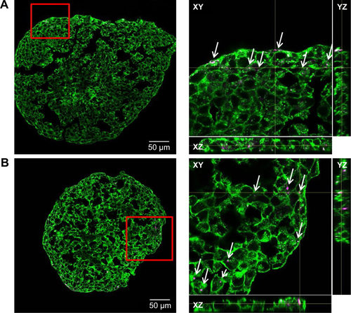 Figure S4 Nanoparticle localization in spheroids.Notes: HepG2 spheroids were exposed to 100 µg mL−1 SiO2 NPs either after spheroid formation (A) or during spheroid formation at day 0 (B) or day 2 (C). In representative confocal fluorescence micrographs, the cell membrane (green) and SiO2 NPs (magenta) are presented. Overview images of the whole spheroid (left) are shown. White frame indicates the position of the detailed z-stacks. Exemplary, orthogonal views (xy, xz, yz) were derived from z-stacks at a selected layer. Arrows highlight the localization of SiO2 NPs in the spheroid.Abbreviation: NPs, nanoparticles.